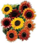 Sunflower Seed Mix - Vibrant Heirloom Blooms - Free Shipping - 9 Mixed Varieties