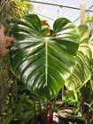 New ListingPHILODENDRON LYNAMII, Beautiful Creeping Species, EXCEPTIONAL Aroid Plant!!