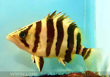 Sumatra Datnoid / Datnioides microlepis (4 Bar) - Live Freshwater Fish