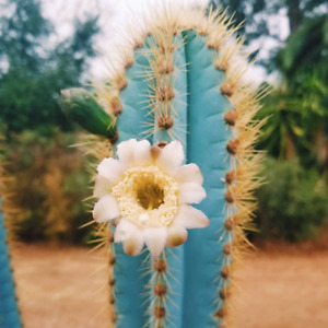 Blue Torch Cactus, Pilosocereus Azureus, Brazilian Blue Cactus seed 50 SEEDS