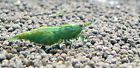 20+2 Green Jade Shrimp Freshwater Neocaridina Aquarium Shrimp. Live Guarantee