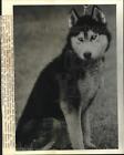 1988 Press Photo Husky dog for adoption from St. Tammany Parish Humane Society