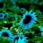 20 Blue Sunflower Seeds Plants Garden Plants bonsai rare flower colorful organic