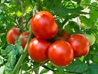 Homestead - Very Heat Tolerant!! - 40  Tomato Seeds - Buy any 3  var, 20% off!