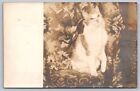 C1907 RPPC sweet cat poses on tapestry upholstery