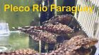 Rio Paraguay Pleco/1.5”-1.75” Size/captive Breed Pleco