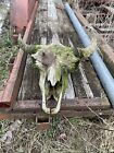 American Bison (Buffalo) Skull with Horn Caps  Free Shipping