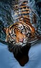 Digital Image Picture Photo Pic Wallpaper Background Tiger Water Cat AI ART 7777