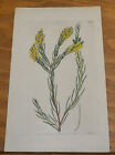 1825 Antique COLOR Floral Print///WATTLE PLANT, or, ACACIA SULCATA