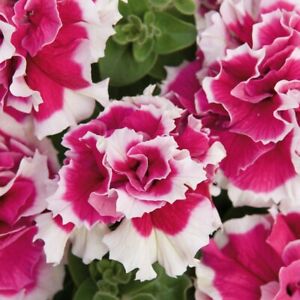 50 Double Pink White Petunia Seeds Flowers Seed Flowers Bloom 276 US SELLER