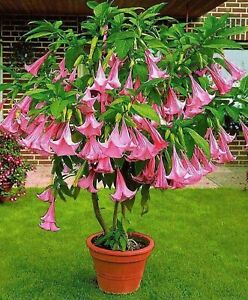 Pink Trumpet Tree {Tabebula rosea} Pre-Stratified 15 seeds Free Shipping!