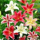 20 EXOTIC rare LILY SEEDS for garden flower perennial plant beds USA SELLER USPS