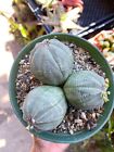 6”Euphorbia Obesa | Rare Plant | Live Plant