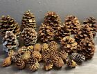 pinecones home decor Vase Filler  Lot Of 32 Natural And Glittered Assorted Sizes