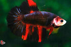 New ListingLive Betta Fish Koi Black Nemo Avatar Female Halfmoon #F792 Thailand seller