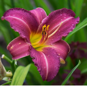 Daylily Purple d'Oro 25 Bare Root Plants