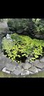 Mixed live water Lily Pond Plants