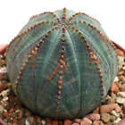 Euphorbia obesa BROWN ARROWS -  - MN7