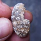 32mm Equicalastrobus sp. Pine Cone Seed Chalcedony Fossil Plant Eocene 1