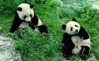 Panda Bears China Postcard