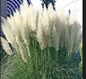 White Pampas Grass  - Cortaderia selloana - 3 Plugs