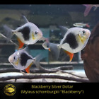 Myleus Blackberry Silver Dollar - M. schomburgki -Live Fish (One Item) (2-2.25