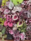 New ListingHarmony Foliage Begonia Rex and Rhizomatous Hybrids in 4 inch pots 30-Pack Bulk