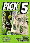 Choose 5 Climbing Live Houseplant Cuttings! Pothos, Monstera, Philodendron