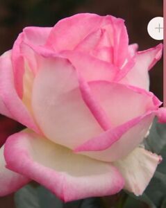 Princess Monaco Rose Plant-Live Hybrid Mothers day-White w Pink frosting edge