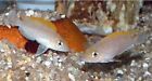 Live Fish (3) Adult Breeding Group Red Fin Neolamprologus Caudopunctatus