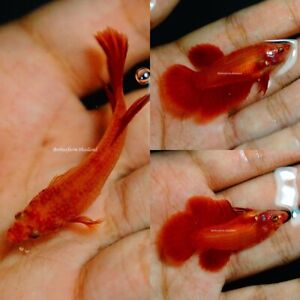 Live Tropical Betta Fish -- Coral | Halfmoon Female