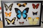 Real framed Butterfly collection #1