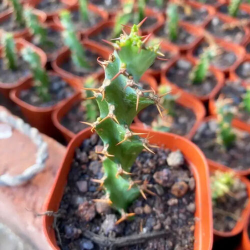 6-8cm Cactus Live Plants Euphorbia Horrida Garden Cactus Rare Beautiful Cactus