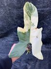 RARE High Variegated Philodendron Bipennifolium Node Cutting Rooted W New Growth