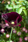 250 Organic AFTER MIDNIGHT POPPY Darkest Purple Near Black Papaver Flower Seeds