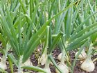 500 Treated Vidalia Sweet Onion Seeds Non-GMO Heirloom Free Shipping