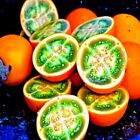 Naranjilla Orange Tree Seeds (Solanum quitoense) 