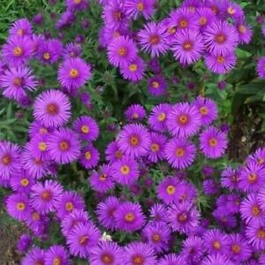 New England ASTER Purple Perennial Heirloom Fall Planting USA Non-GMO 200 Seeds!