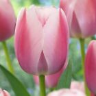 New SWEET PINK TULIP FLOWERS, 5 BULBS |  PREMIUM FRESH BULBS