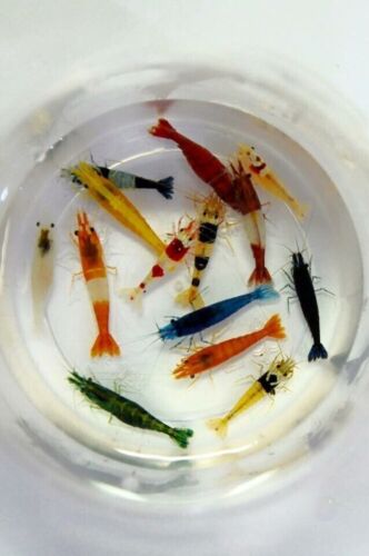 Adult Neocaridina Candy Skittle Live Shrimp Mixed Colors Aquarium