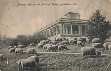 Mansion House Flock of Sheep Baltimore Maryland MD 1906 Postcard