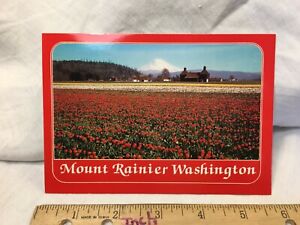 Postcard WA Washington Mt Rainier Red Tulip Bloom Orting Josef Scaylea Chrome