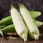White Sweet Corn - Seeds - Non Gmo