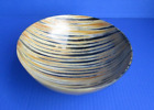 8 inch Round Striped Cow/Buffalo horn Bowl from India taxidermy #47917