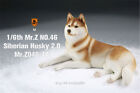 Mr.Z 1/6 Siberian Husky 2.0 Dog Pet Figure Huskie Animal Model Toy Kids Gift New