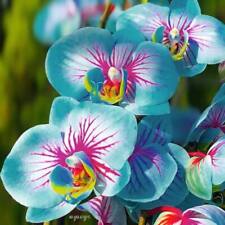 USA SELLER 25 Seeds Blue & Pink Orchids Flowers Garden Plant
