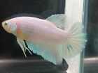 Live Betta Fish Giant White HMPK Male From Thailand Real picture size 7 cm. No3.