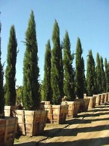 20 MEDITERRANEAN CYPRESS TREE Italian Pencil Pine Cupressus Sempervirens Seeds