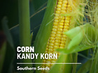 Corn, Kandy Korn - 60 Seeds - Sweet Corn - Hybrid Vegetable - Non-GMO (Zea mays)