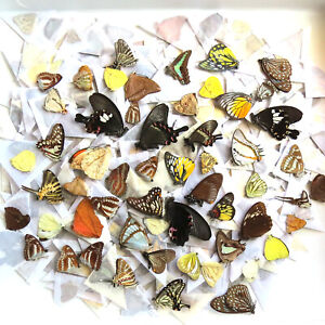 MIXED 500 pcs unmounted folded real butterfly artwork material CHINA  #X2
